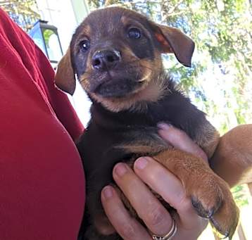 Photo of Puppiccinos : Cocoa