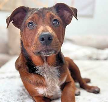 Photo of Ryder