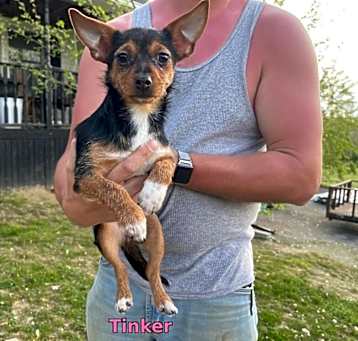 Photo of Tinker