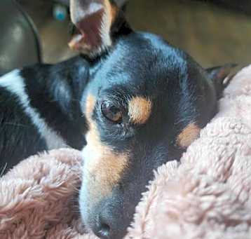 Photo of Lilly