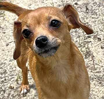Photo of PEANUT BUTTER