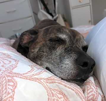 Photo of Jax