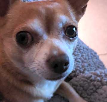 Photo of Milo