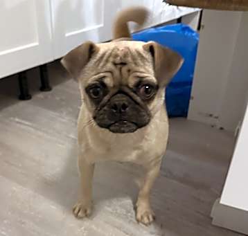 Photo of Mira, Bella and Gizmo 3 pugs