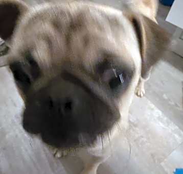Photo of Gizmo