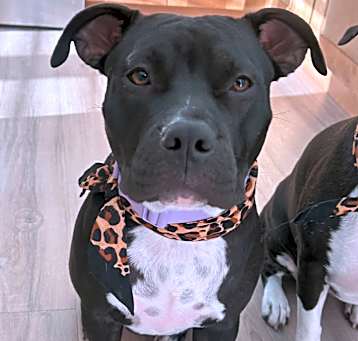 Photo of Nova