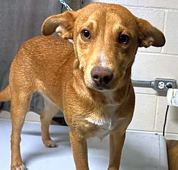 Photo of Peanut - brother to Rocky