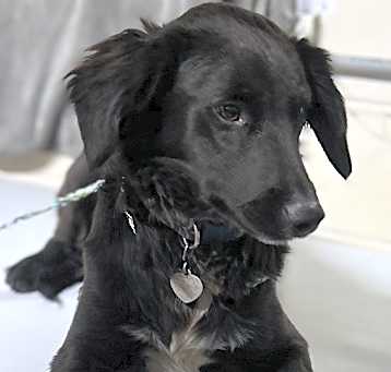 Photo of Rocky - brother to Peanut