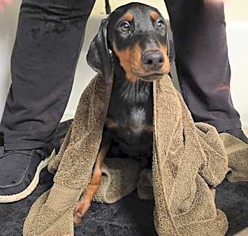 Photo of Knox Adoption Pending!