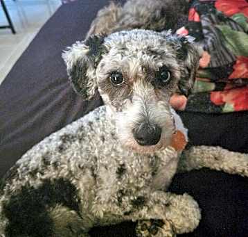 Photo of Bruno