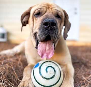Photo of Henry