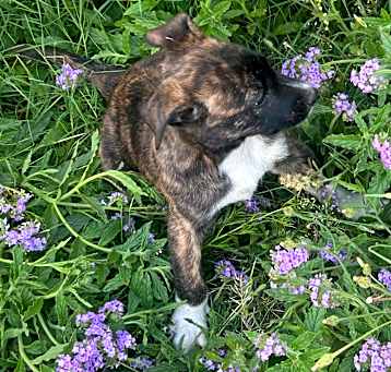 Photo of Puppies