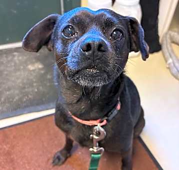 Photo of BHSI-Stray-4938