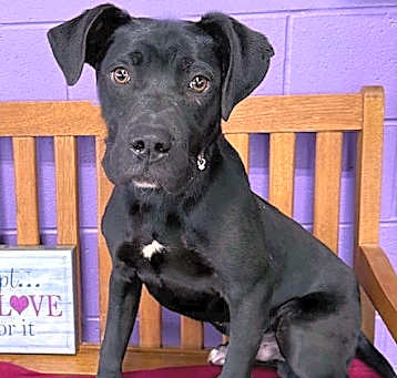 Photo of **VALOR**