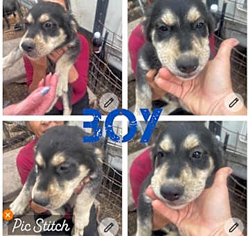 Photo of lab/husky/boxer boy