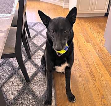 Photo of Rue