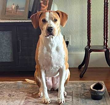 Photo of Rosie