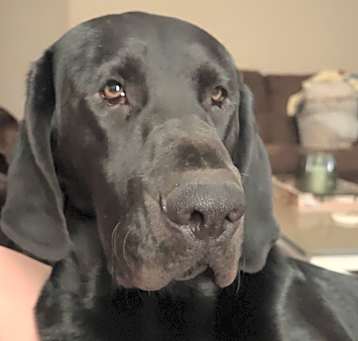 Photo of Roscoe