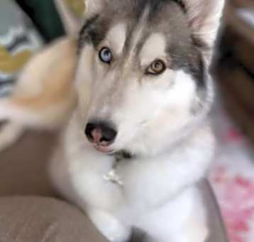 Photo of Ava