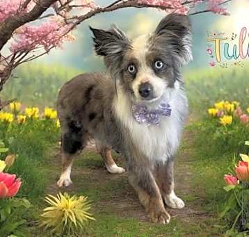 Photo of Tulip