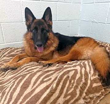 Photo of Roo