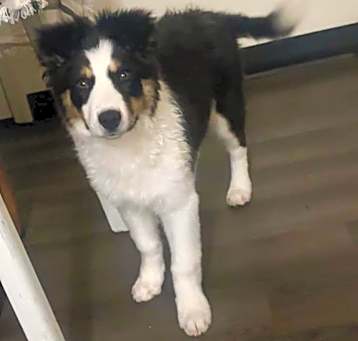 Photo of Stella