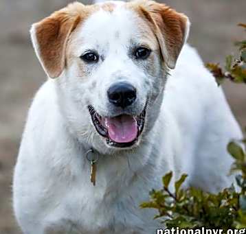 Photo of Lucky in CT - Loves To Hang Out With His People!