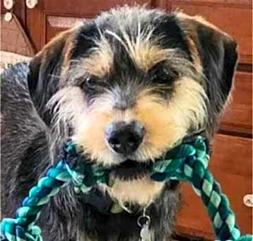 Photo of Buddy