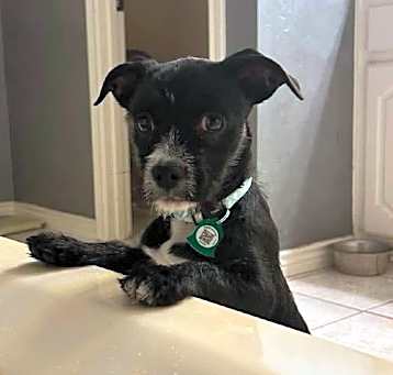 Photo of Olive (Dallas)