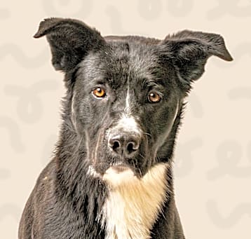 Photo of Jacko