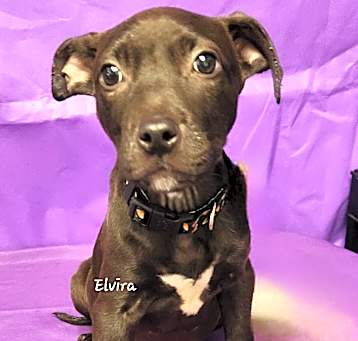 Photo of Elvira