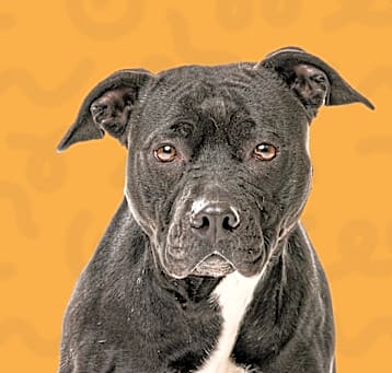Photo of Tut