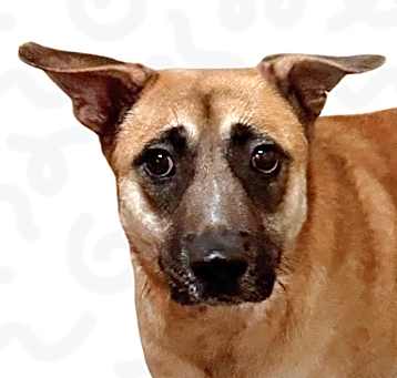 Photo of Darla