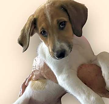 Photo of WILBUR