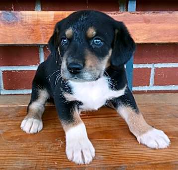 Photo of Scooby