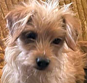 Photo of Latte