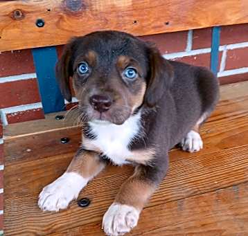 Photo of Coco