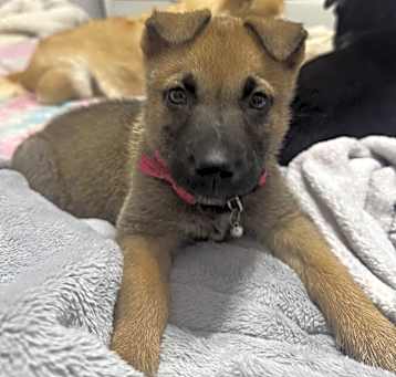 Photo of Coco