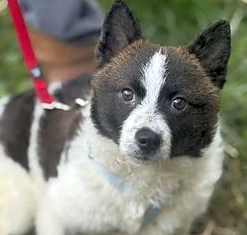 Photo of Scout