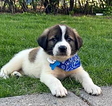 Photo of Charlie