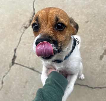 Photo of Chip