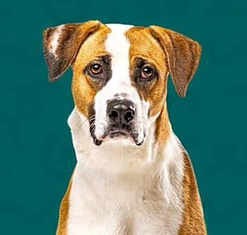 Photo of Dodger