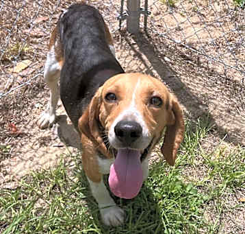 Photo of Braxley