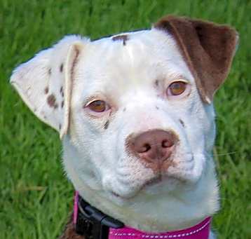 Photo of Stella