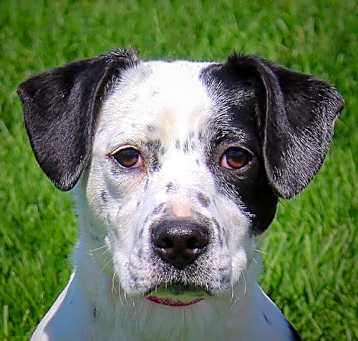 Photo of Dahlia
