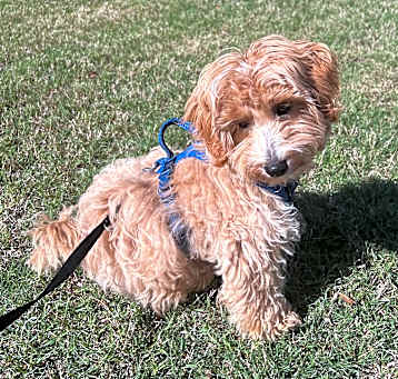 Photo of Psalm (23 wks old)