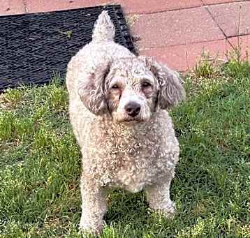 Photo of Coco Apr 25 - In Foster in Rocky Mount, NC