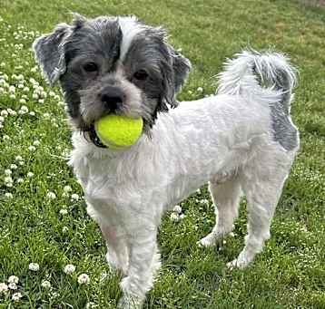 Photo of Witt Apr 25 - In Foster in Rocky Mount, NC