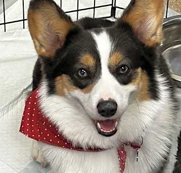 Photo of Bluey