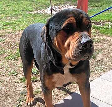 Photo of Cerberus